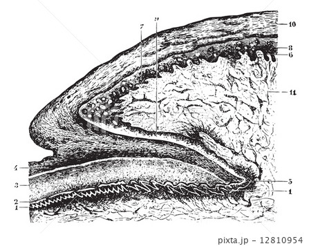 Cutting Of The Matrix And The Root Of The Nail のイラスト素材