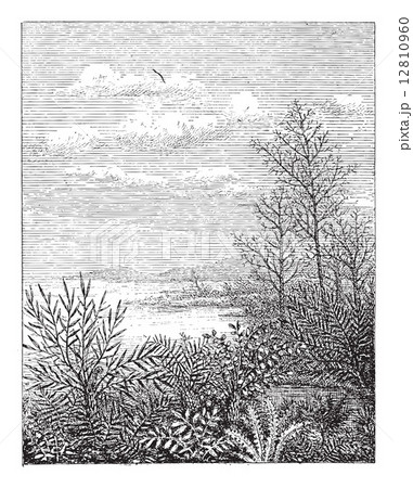 Jurassic Period, vintage engraving Jurassic Period, vintage engraving 12810960