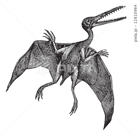Pterodactylus or Pterodactylus antiquus vintage engraving 12810964