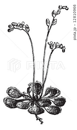 Sundew or Round-leaved Sundew or Drosera rotundifolia, vintage e 12810966