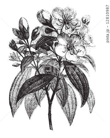 Rhexia superba, vintage engraving 12810987