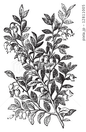 Bilberry, whortleberry or Vaccinium myrtillus engraving Bilberry, whortleberry or Vaccinium myrtillus engraving 12811005