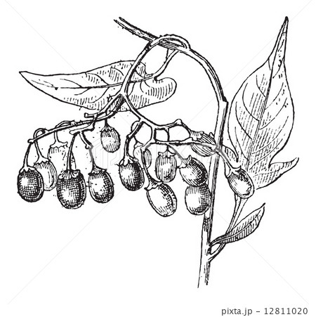 Bittersweet or Solanum dulcamara, vintage engraving 12811020