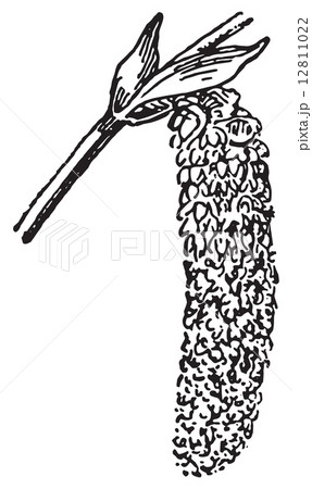 Populus or Poplar, vintage engraving. 12811022