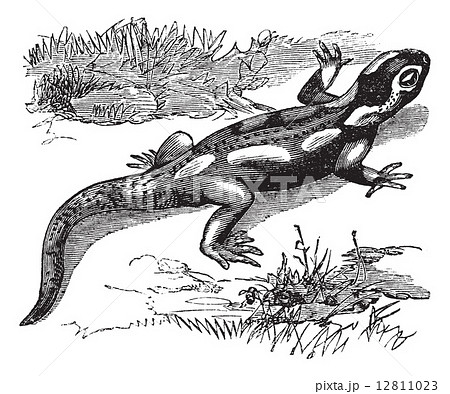 Spotted Salamander or Ambystoma maculatum vintage engraving 12811023