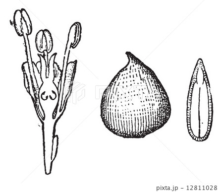 Ulmaceae, vintage engraving 12811028