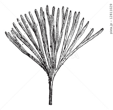 Baiera munsteriana, during the Jurassic Period, vintage engravin 12811029
