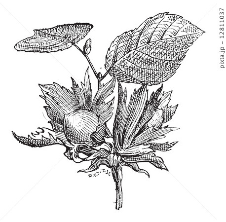 Hazel or Corylus sp., vintage engraving 12811037