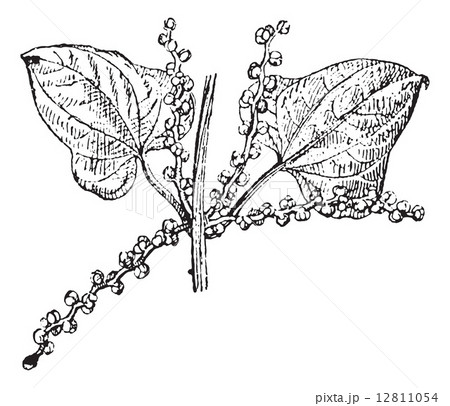 Chinese yam male flower vintage engraving 12811054