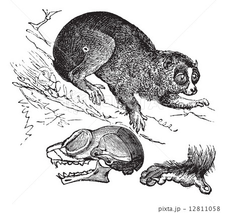 Bengal slow loris or Nycticebus bengalensis vintage engraving 12811058