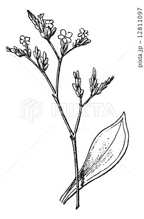 Statice Or Sea Lavender Vintage Engraving Stock Illustration