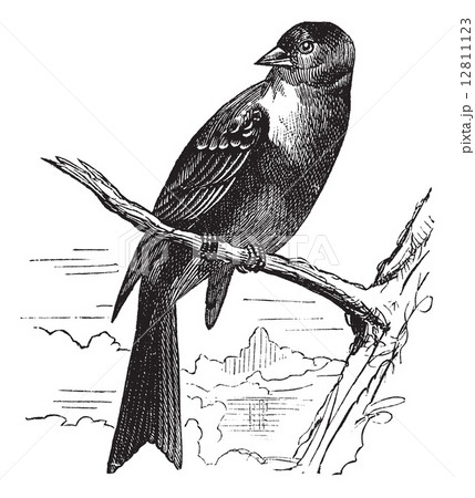 Ortolan bird, Emberiza hortulana or Ortolan Bunting, vintage eng 12811123