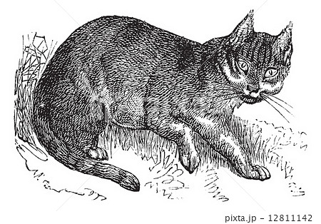 Wildcat vintage engraving 12811142