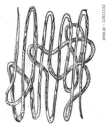 Roundworm, Nematode or Nematoda, vintage engraving 12811152