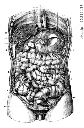 1. Esophagus. 2. Stomach. 3. Orifice pyloric stomach. 4. Duodenu 12811158
