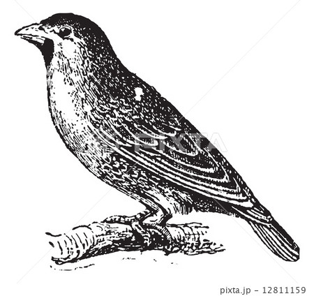 Sociable Weaver or Social Weaver (Philetairus socius) , vintage 12811159
