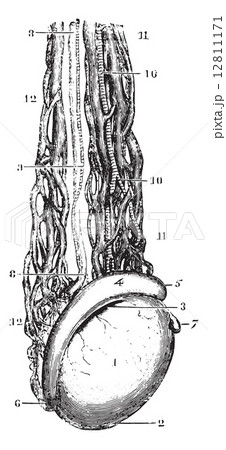 Testicular vein or Spermatic veins, vintage engraving. 12811171