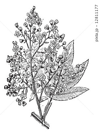 Brayera or cusso, vintage engraving. 12811177