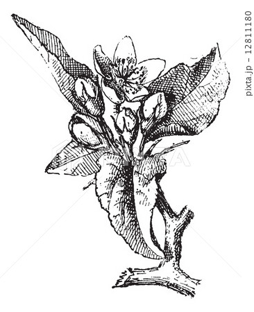 Apple flowers and leaves, vintage engraving. 12811180