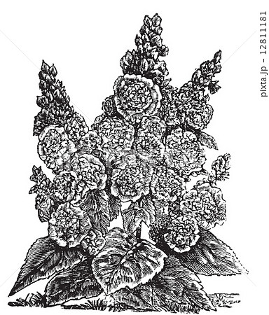 Double dwarf hollyhocks or Alcea rosea vintage engraving. 12811181