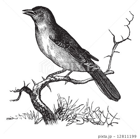 Nightingale or Luscinia megarhynchos vintage engraving 12811199
