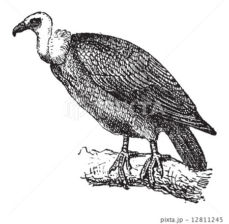 Griffon Vulture or Gyps fulvus, vintage engraving 12811245
