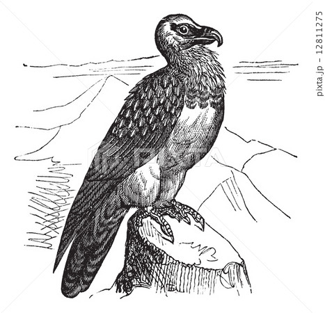 Bearded Vulture (Gypaetus barbatus) or Lammergeyer vintage engra Bearded Vulture (Gypaetus barbatus) or Lammergeyer vintage engra 12811275