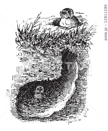 Nest of the Burrowing Owl or Athene cunicularia, vintage engravi Nest of the Burrowing Owl or Athene cunicularia, vintage engravi 12811280