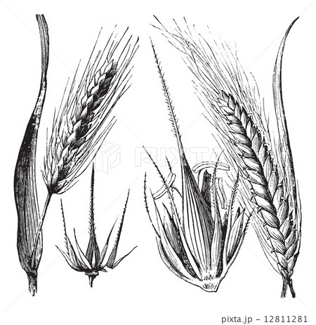 Common barley or Hordeum vulgare, Barley hinge or Hordeum distic Common barley or Hordeum vulgare, Barley hinge or Hordeum distic 12811281