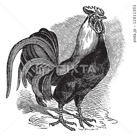 Rooster Or Cockerel Or Cock Or Gallus Gallus のイラスト素材