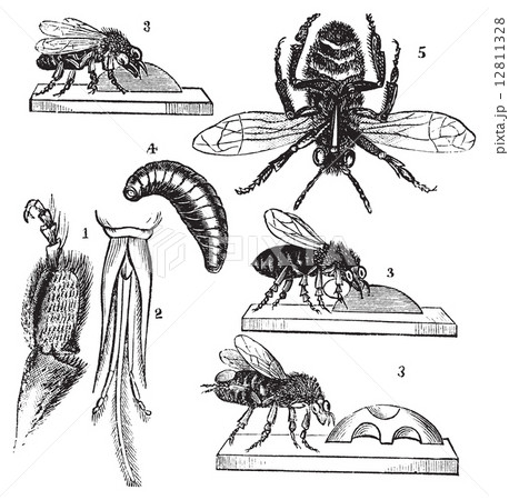 Worker bee transformation vintage illutration 12811328