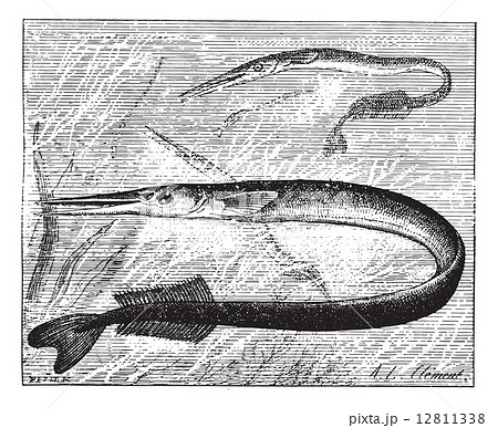 Garfish or Sea needle, vintage engraving. Garfish or Sea needle, vintage engraving. 12811338