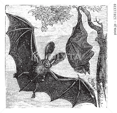 Brown long-eared bat or common long-eared bat, Plecotus auritus, 12811339