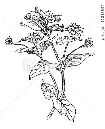 Chickweed or Cerastium sp., vintage engraving Chickweed or Cerastium sp., vintage engraving 12811340