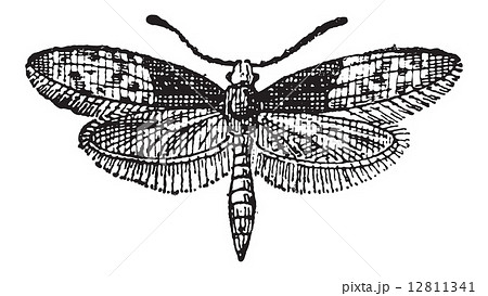 Moth Butterfly or Liphyra brassolis, vintage engraving Moth Butterfly or Liphyra brassolis, vintage engraving 12811341