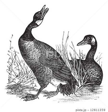 Canadian Goose (Bernicla Canadensis) vintage engraving 12811359