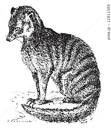 Meerkat Or Suricate Vintage Engraving のイラスト素材