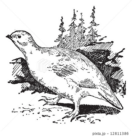 Ptarmigan bird, vintage engraving. 12811386