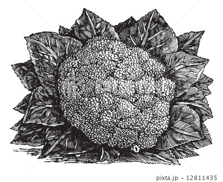 Broccoli or Brassica oleracea vintage engraving 12811435