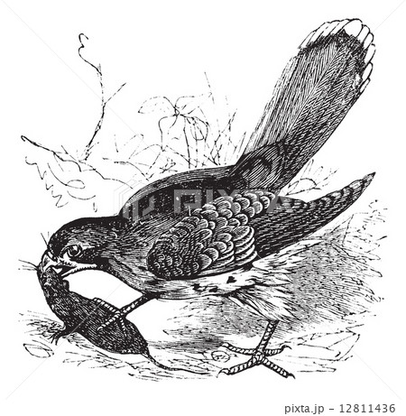 Falcon or Falco sp. vintage engraving 12811436