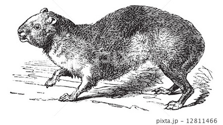 Rock Hyrax or Cape Hyrax or Procavia capensis, vintage engraving Rock Hyrax or Cape Hyrax or Procavia capensis, vintage engraving 12811466
