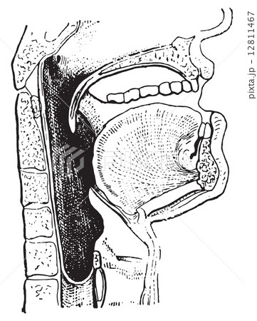 Pharynx, vintage engraving. 12811467