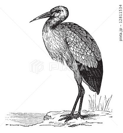 White Stork or Ciconia ciconia vintage engraving 12811534