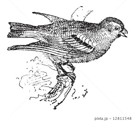 Pine Siskin or Carduelis pinus, vintage engraving Pine Siskin or Carduelis pinus, vintage engraving 12811548