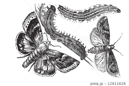 Owlet moth or Noctuidae vintage engraving 12811626