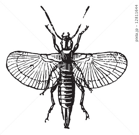 Earwig or Forficula auricularia, vintage engraving. 12811644