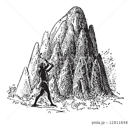 Mound or Termitaria, of Termite or Termitoidae, vintage engravin 12811648