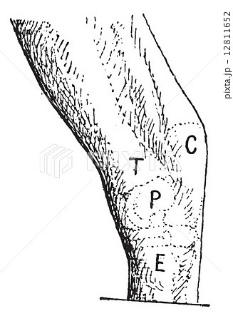 Hock or gambrel, left of the horse, vintage engraving. 12811652