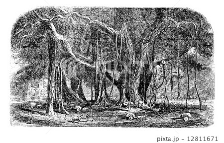 Banyan or Ficus benghalensis, vintage engraving. Banyan or Ficus benghalensis, vintage engraving. 12811671