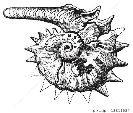 Ammonite Fossil Vintage Engraving のイラスト素材